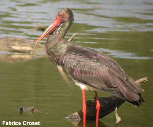 Cigogne noire (Ciconia nigra)