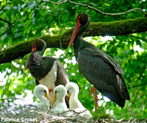 Cigognes noires (Ciconia nigra) adultes et poussins