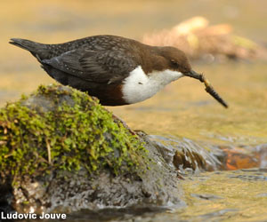  Cincle plongeur (Cinclus cinclus) 