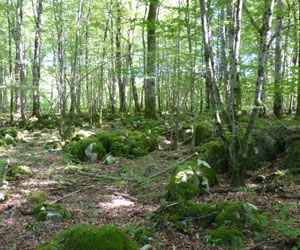 Hêtraie poussant sur un lapiaz (formation calcaire)