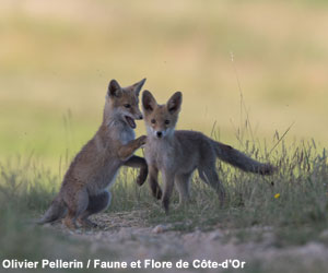 Jeunes Renards roux (Vulpes vulpes)