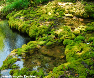 Vue du marais tufeux du vallon d'Amorey (Haute-Marne)