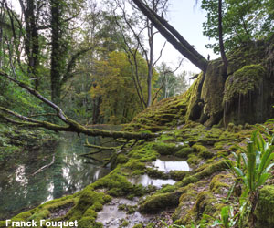 Marais tufeux et forêt ancienne