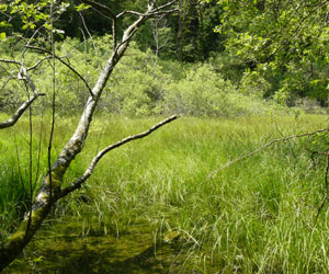 Vue du marais Vaucher à Germaines (Haute-Marne)