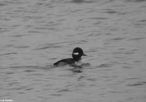 Garrot albéole femelle