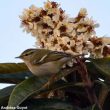 Le Pouillot à grands sourcils, un nouveau visiteur hivernal de nos parcs et jardins ?
