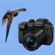 Conseils pour filmer au ralenti des oiseaux en vol
