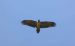 1-Gypaète barbu | Gypaetus barbatus | Bearded Vulture