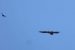 1-Gypaète barbu | Gypaetus barbatus | Bearded Vulture