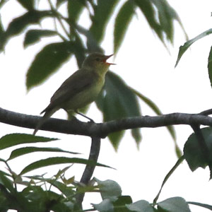 Quelques conseils pour repérer un oiseau chanteur caché