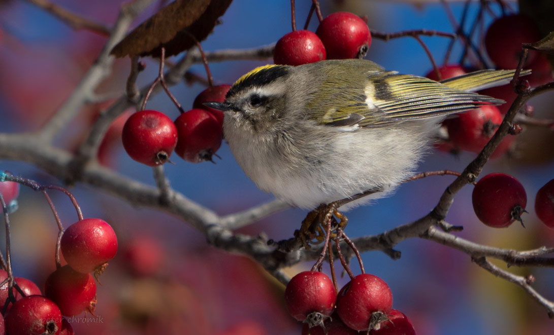 Roitelet à couronne dorée dans l&rsquo;Illinois