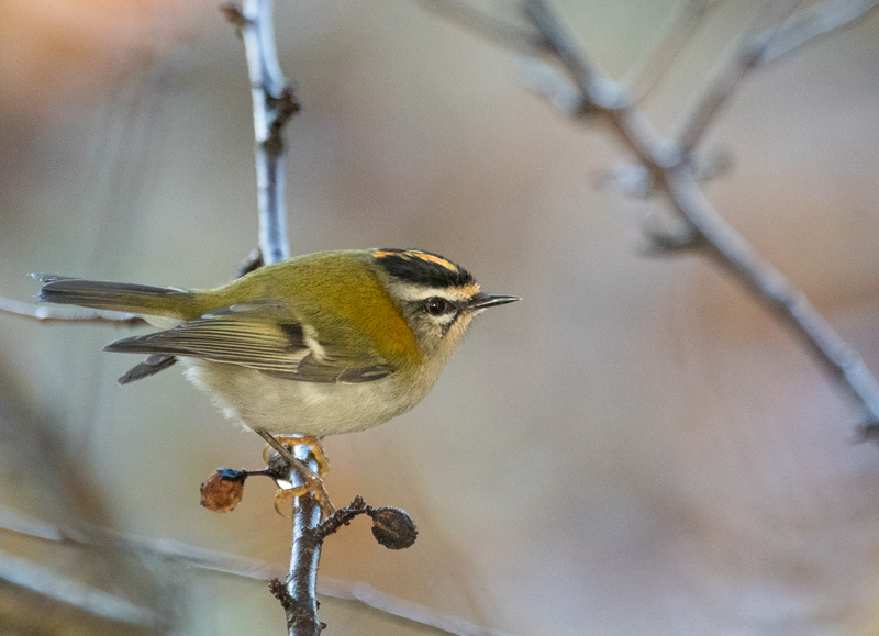 Roitelet triple-bandeau dans une haie de feuillus