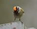 1-Roitelet triple-bandeau | Regulus ignicapilla | Common Firecrest