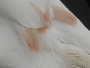 Plumes roses chez un Cygne tuberculé