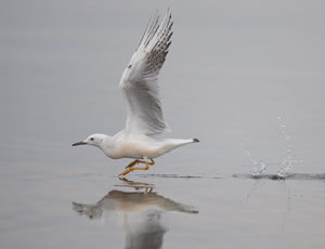 Goéland railleur (Chroicocephalus genei)