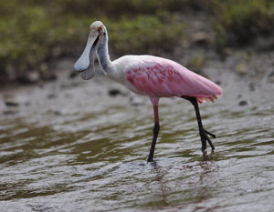 Spatule rosée (Platalea ajaja)