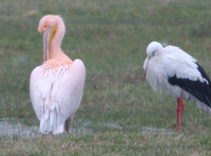 Pélican blanc (Pelecanus onocrotalus)  