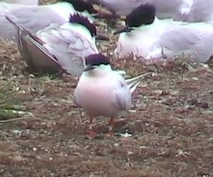 Sterne de Dougall (Sterna dougallii)