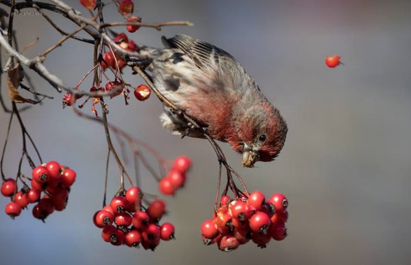 Roselin familier mangeant des baies