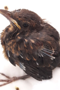 Oisillon de Merle noir (Turdus merula)