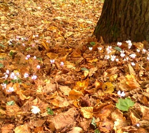 Litière de feuilles mortes et Cyclamens sauvages (Cyclamen europaeum)