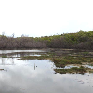 Observer les oiseaux dans les mangroves proches de Saint-Félix (Guadeloupe)