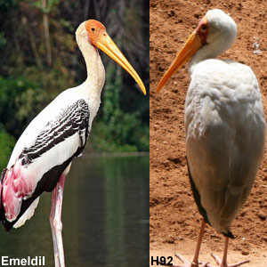 Le Tantale blanc pourrait être menacé par l&rsquo;hybridation avec le Tantale indien