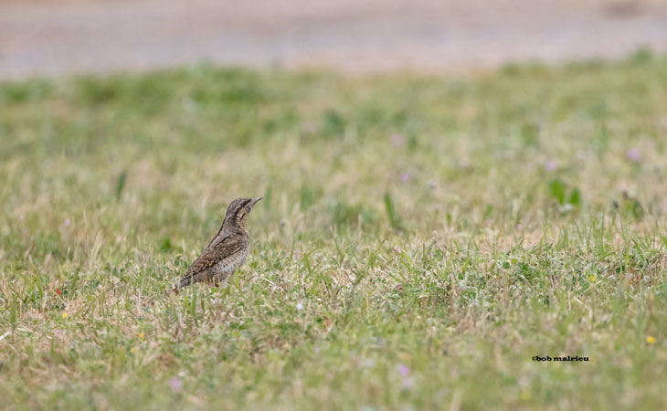 Torcol fourmilier en Camargue