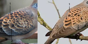 Dessus des ailes des Tourterelles orientale (à gauche) et des bois adultes