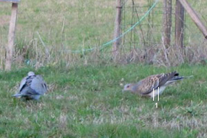 Tourterelle orientale (Streptopelia orientalis meena) et Tourterelle turque (S. decaocto)