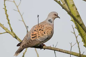 Tourterelle des bois (Streptopelia turtur) adulte