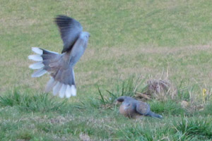 Tourterelle orientale (Streptopelia orientalis meena) (à droite) affrontant une Tourterelle turque (S. decaocto)