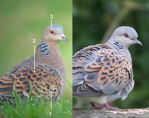 Tourterelles orientale (S. orientalis meena) (à gauche) et des bois (S. turtur) adultes