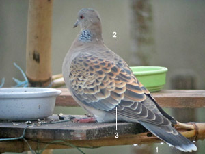 ourterelle orientale (Streptopelia orientalis meena) adulte