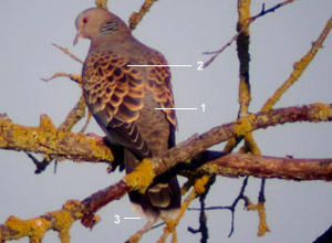 Tourterelle orientale (Streptopelia orientalis meena) adulte,