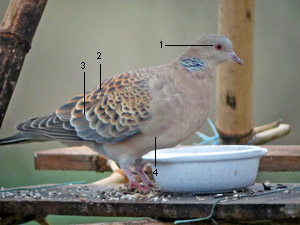  Tourterelle orientale (Streptopelia orientalis meena) adulte