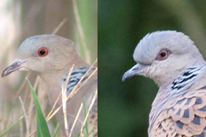 Tourterelles orientale (S. orientalis meena) et des bois (S. turtur) adultes