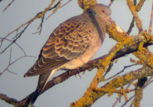  Tourterelle orientale (Streptopelia orientalis meena)