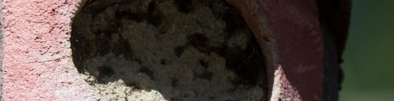Nichoir pour Chouette hulotte (Strix aluco) dont le diamètre du trou d'entrée a été réduite par une Sittelle torchepot (Sitta europae) avec de la boue séchée