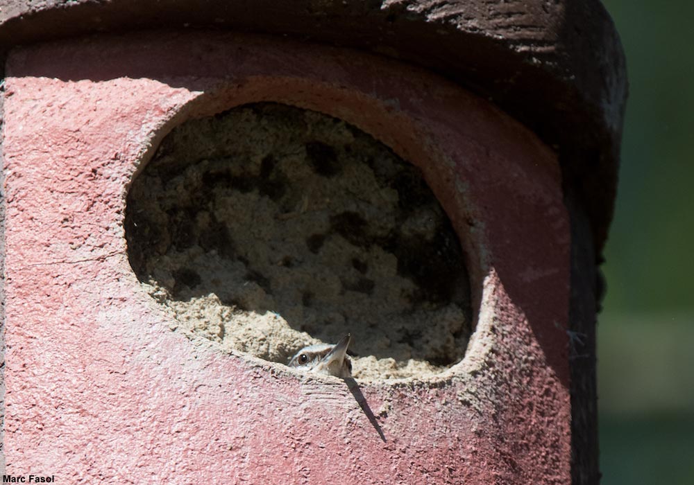 Nichoir pour Chouette hulotte (Strix aluco) dont le diamètre du trou d'entrée a été réduite par une Sittelle torchepot (Sitta europae) avec de la boue séchée