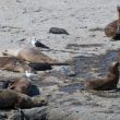 À la découverte des oiseaux et des mammifères de la péninsule Valdés (Argentine)