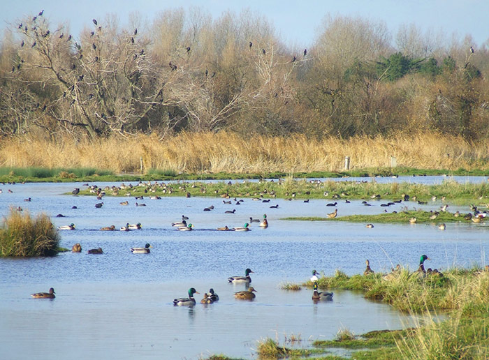 Réserve Naturelle Nationale Du Domaine De Beauguillot