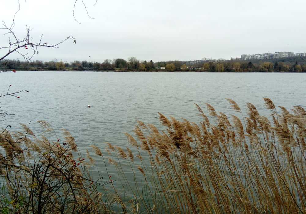 Les lacs de Viry-Châtillon et de Grigny (Essonne) : l’un des meilleurs sites pour observer les goélands près de Paris