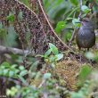 Descriptions de cinq nouvelles espèces et de cinq nouvelles sous-espèces d’oiseaux sur les îles de Taliabu, Peleng et Batudaka (Indonésie)