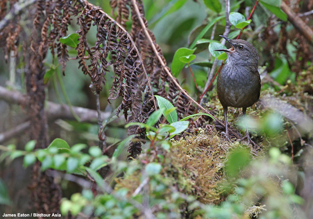 Descriptions de cinq nouvelles espèces et de cinq nouvelles sous-espèces d’oiseaux sur les îles de Taliabu, Peleng et Batudaka (Indonésie)