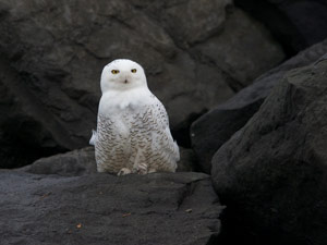 Harfang des neiges (Bubo scandiacus)