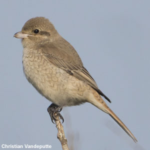 Où Observer Les Oiseaux Dans Le Port De Zeebruges Belgique